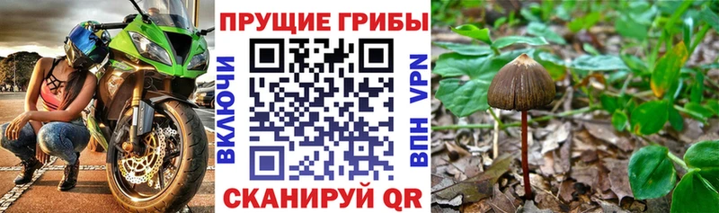 Псилоцибиновые грибы прущие грибы Зерноград