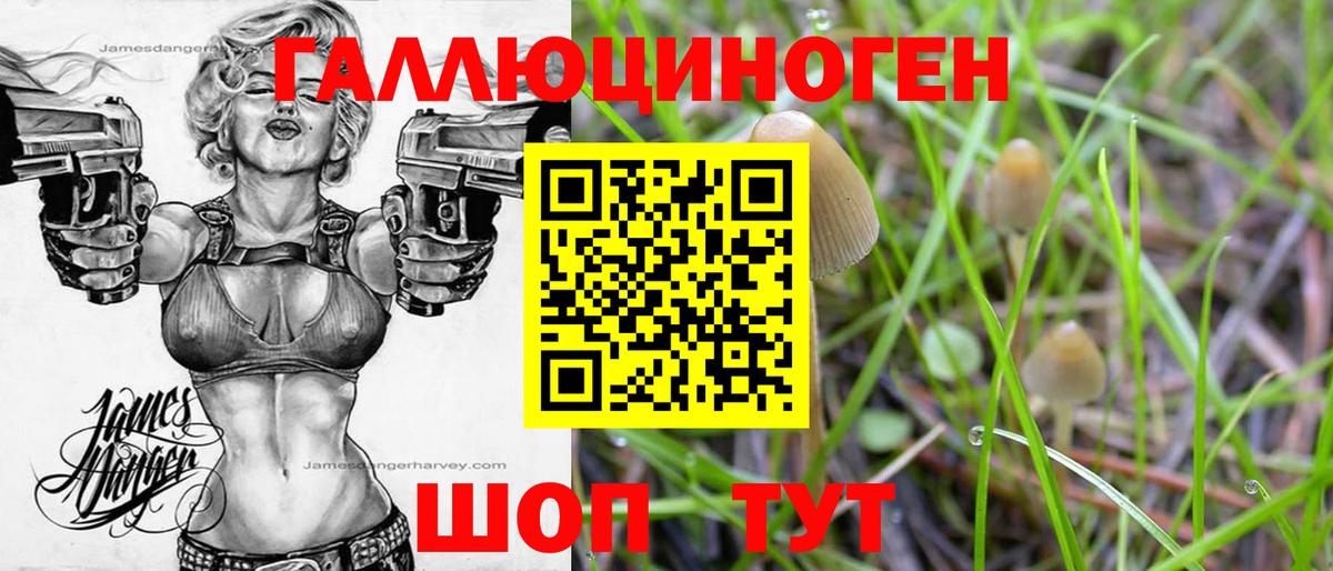 Галлюциногенные грибы Psilocybine cubensis Зерноград